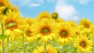 夏季休業のお知らせ
