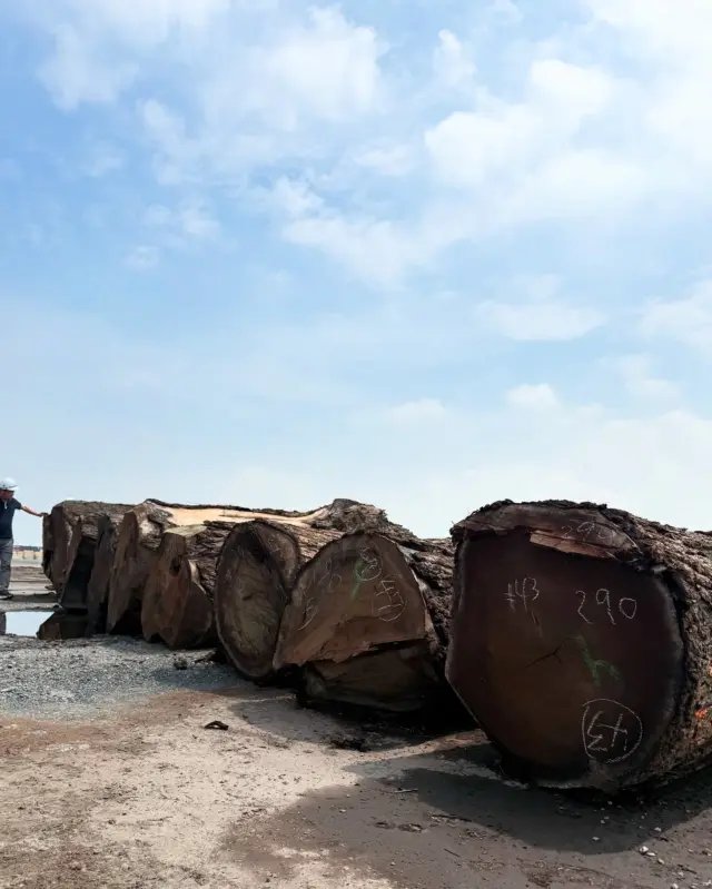 #log #walnut 海を渡る無骨な塊が、美しい空間の構成パーツになるまで。その変化を見られるから、#材木屋 は面白い。#銘木 #一枚板 #板蔵 #オーダー加工 #家具工場 #板蔵ファクトリー #ヤマガタヤ産業 #ウォールナット #liveedge #itakura #gifu #japanesewoodworking